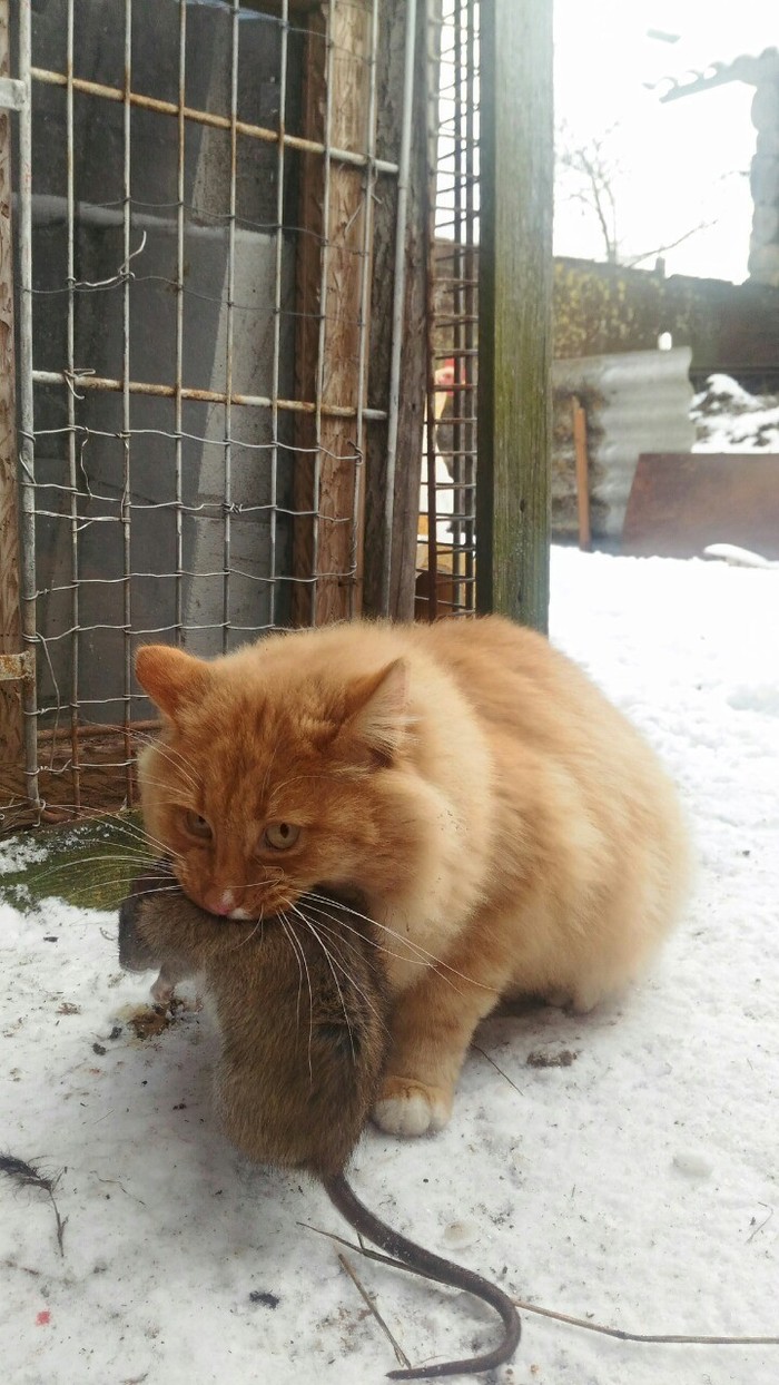 Ginger hunter - My, cat, Rat, Hunter, Catomafia