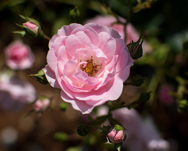 Tenderness - My, the Rose, Houseplants, Home flowers, Longpost