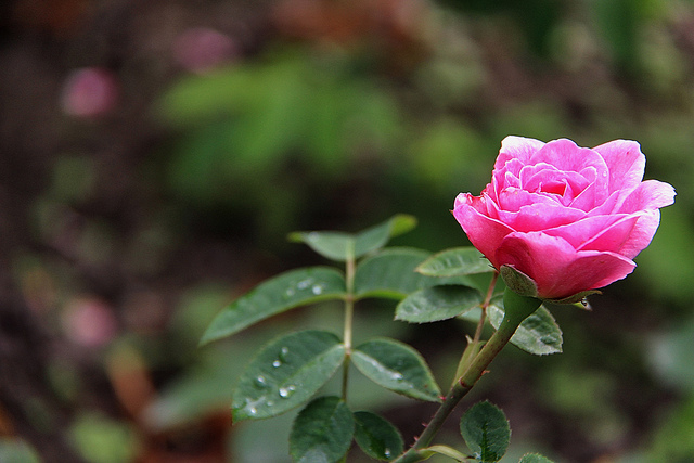 Tenderness - My, the Rose, Houseplants, Home flowers, Longpost