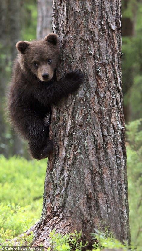 The cutest bears - Bear, Milota, Longpost, Forest, Nature, The photo, The Bears