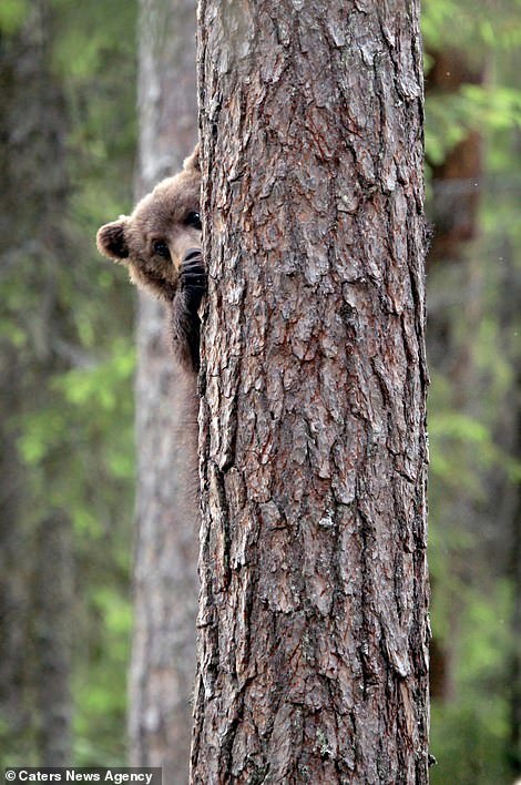 The cutest bears - Bear, Milota, Longpost, Forest, Nature, The photo, The Bears