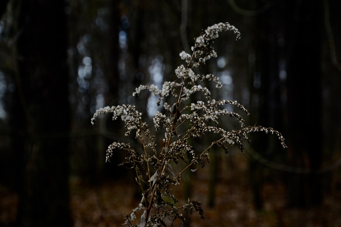 Forest. My opinion - My, Forest, The photo, 