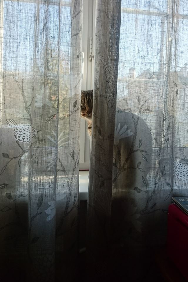 I see everything - My, cat, Dacha, Surveillance, Busya