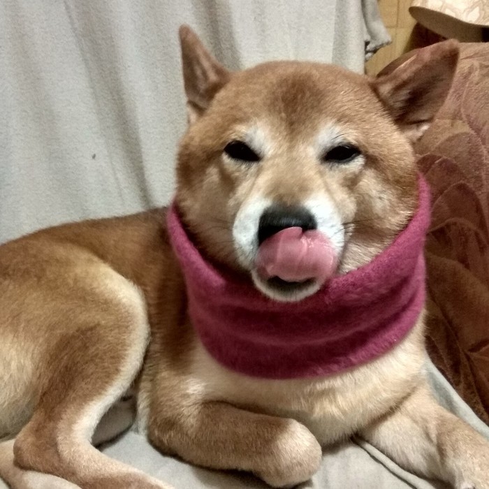 Autumn time - My, Dog, , Shiba Inu, Friend, Best friend, Autumn, Scarf