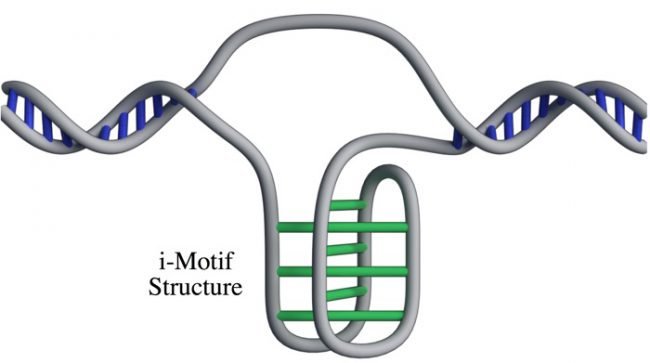 New DNA structure confirmed in human cells - The science, DNA, Structure, Opening