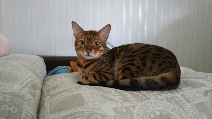 With cunning looks at his man). - My, Bengal cat, Pet, cat, Pets