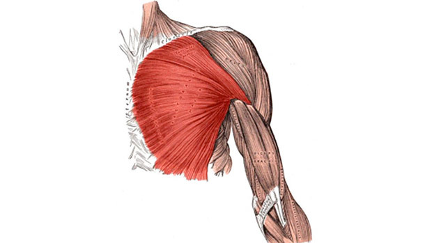 Briefly about how to work out the inner part of the pectoral muscles - My, Sport, Тренер, Training program, Sports Tips, Anatomy, Muscle, Gym, Healthy lifestyle, Longpost