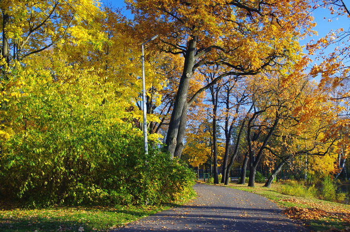 Gold on Elagin Island - 2. - My, The photo, Autumn, Saint Petersburg, Elagin Island, Landscape, Sunny, Pentax, Longpost, The sun