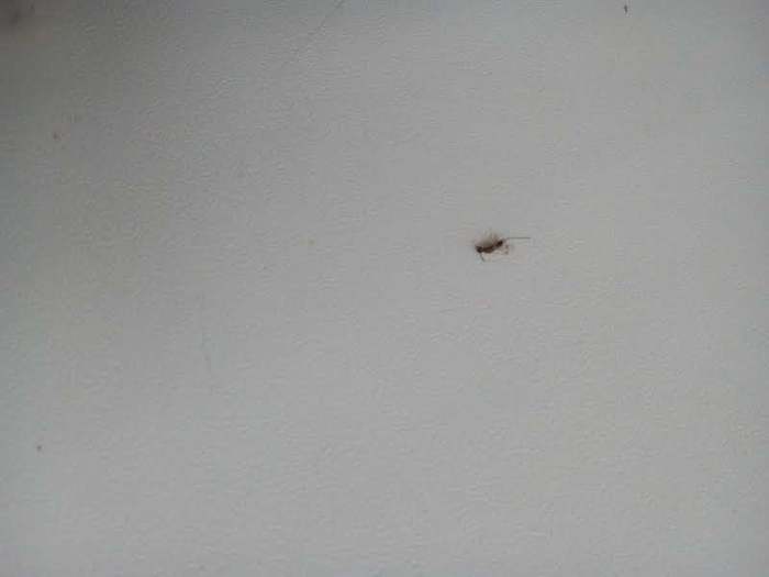 Help identify the insect - My, , Insects, Unknown, Video, Longpost