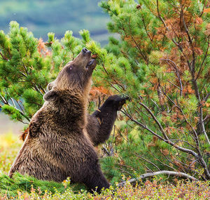 Vitamins! - The Bears, The photo, Photographer Gennady Yusin