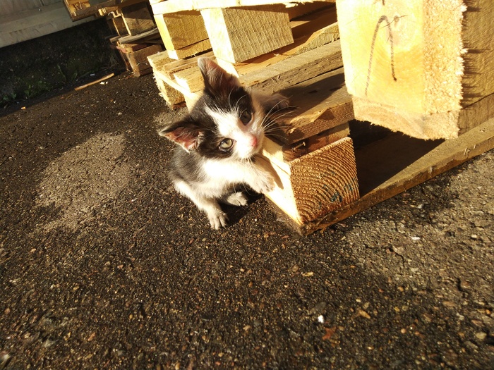 A few kittens for you - My, Kittens, Scratching post, Shelter, Milota, Longpost