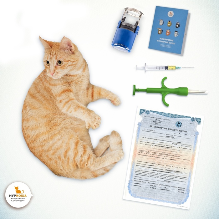 Whiskers, paws and tail - what other documents do cats need? - My, Animal shelter, Murkosha, Murkosh shelter, Longpost, Useful, Chipping, cat