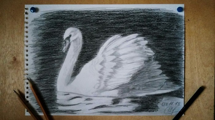 Picture. Swan. - My, Sketch, Pencil drawing, Swans