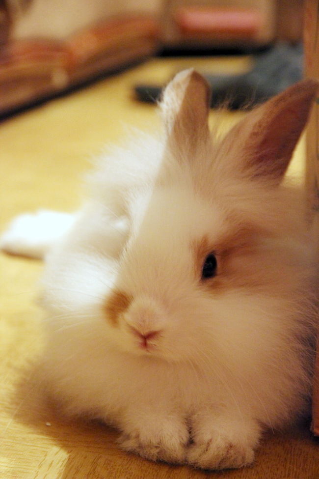 Kittens, kitties, and here's a rabbit for you - My, Pets, Rabbit, Milota, Longpost