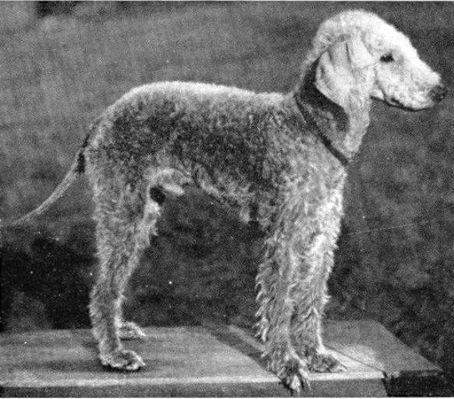 About dog breeds №67. - Dog, Dog breeds, Bedlington Terrier, Longpost