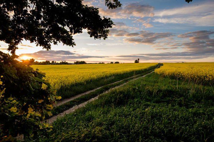 Nice summer evening - My, Sunset, Oak, Field, Buckwheat, Fujifilm