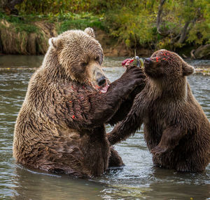 La gourmet - Bear, The photo, The Bears