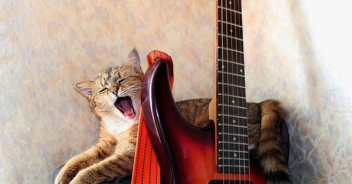 Звуко кота. Кот с гитарой. Котик с гитарой. Кот гитарист. Гитара "котенок".