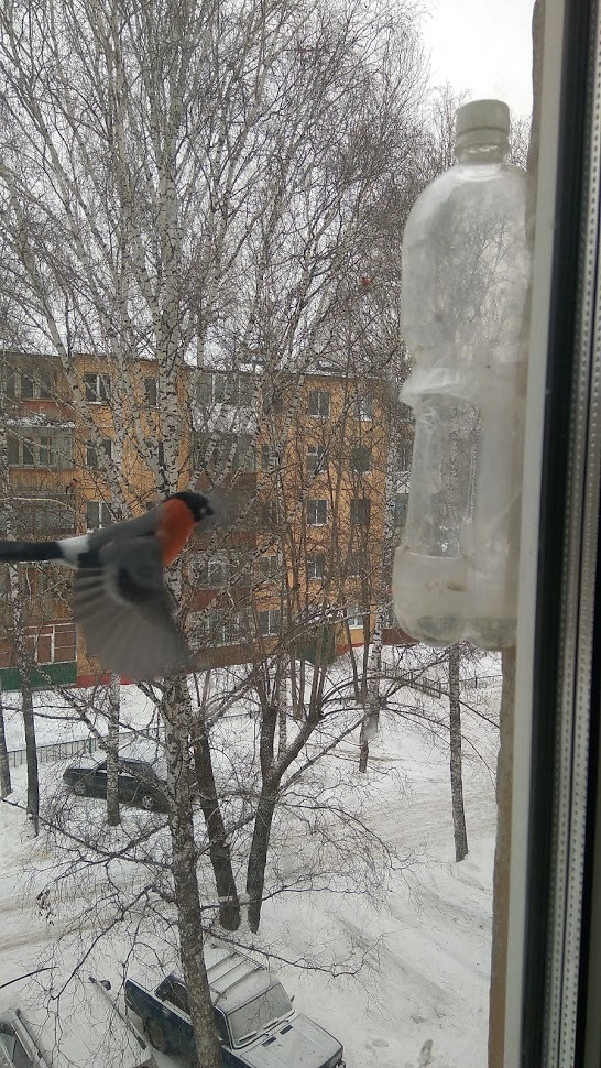 Birds of Tomsk - My, Birds, Tomsk, Trough, Longpost