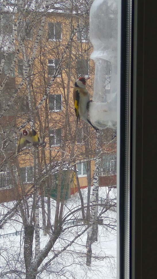 Birds of Tomsk - My, Birds, Tomsk, Trough, Longpost