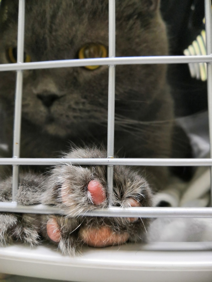 Кошачья лапка