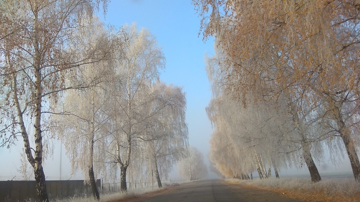 Иней. Краски природы - Моё, Дерево, Природа, Фотография