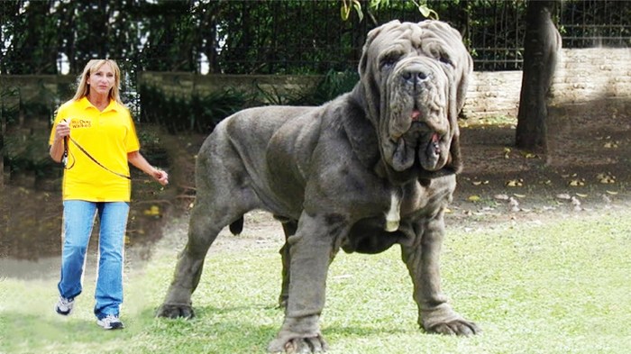 Query: The biggest dog in the world - Dog, Photoshop master, Space, Fake