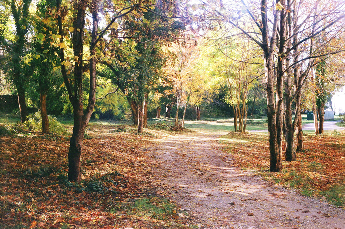 Smena-8M. Fujicolor Superia 200 - My, The photo, Nature, Autumn, Film, Shift8m