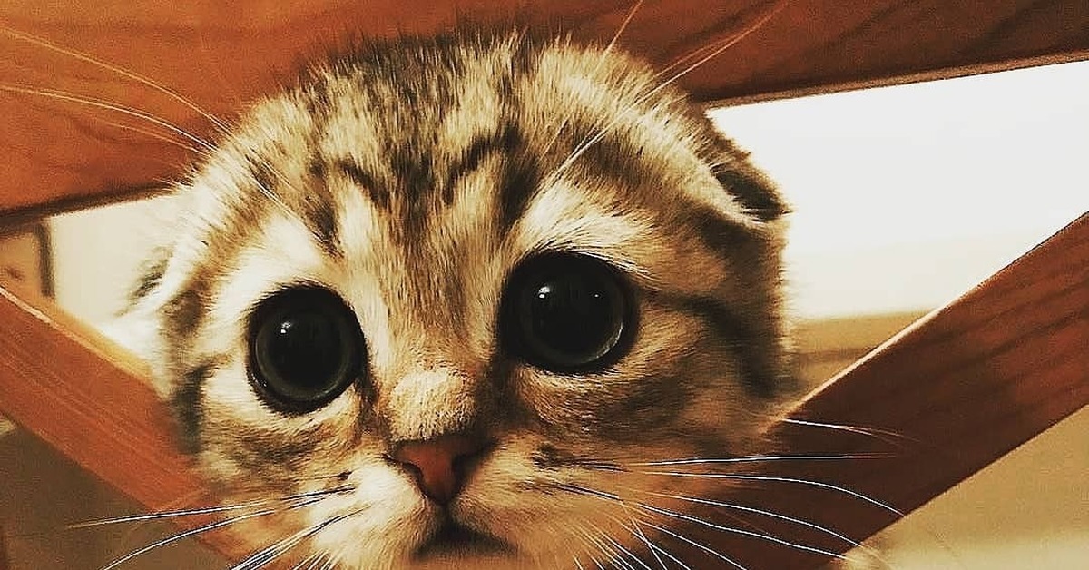Котик с жалобными глазами