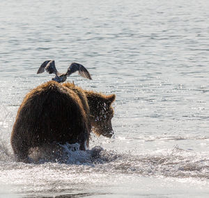 Just an angel - The Bears, Birds, The photo, Photographer Denis Budkov, Milota