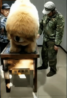 The fluffy giant is getting ready for filming - Mastiff, Dog, GIF, The bone is fluffy