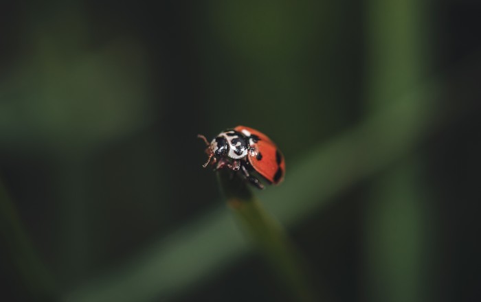 Ladybug. - My, Macro photography, The photo, Nature, Insects, ladybug, Helios44-2, Жуки, Helios44-2