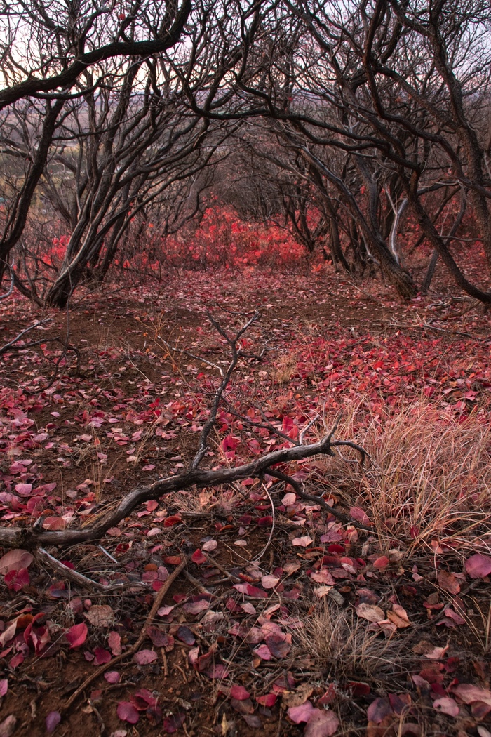 In the red forest - My, Forest, Nature, The photo, Autumn, Longpost