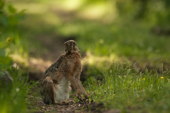 10 tips for meeting a hare - My, Hare, Nature, Animals, The photo, Photo hunting