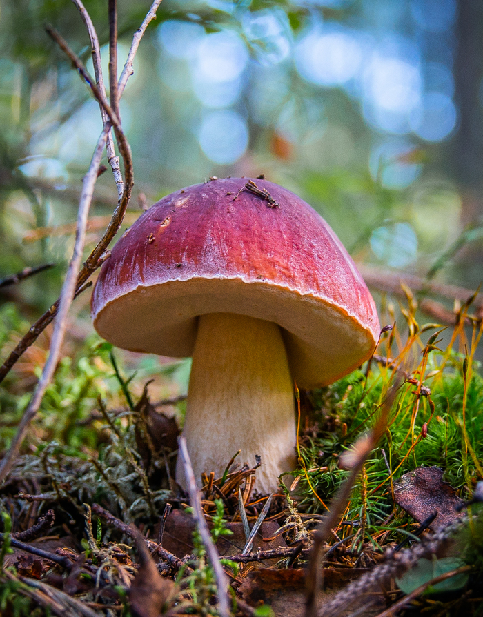 Borovichok - My, Mushrooms, White, Borovik, Forest, Autumn