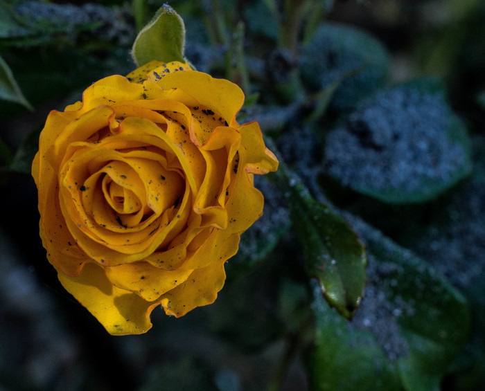 Rose and Ashes - My, the Rose, Ash, Canon, Flowers, The photo