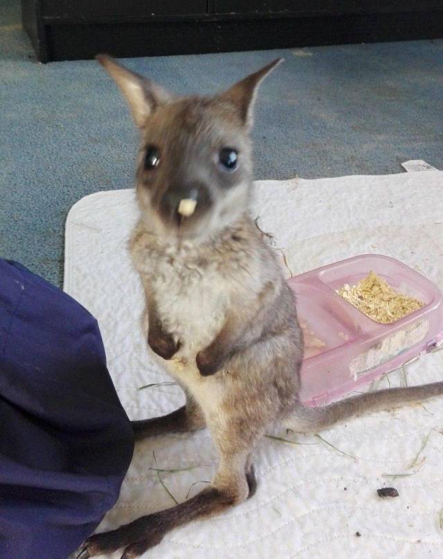 Kangaroo - Kangaroo, Fluffy, Wallaby, Milota, Animals