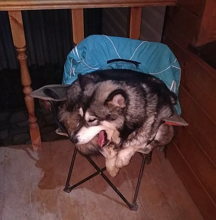 Comfortably settled in for the night - Dog, Dream, Alaskan Malamute, My