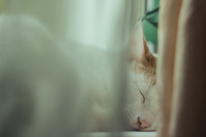 Sweet Dreams - My, Catomafia, Canon 600D, Soviet optics, , Sonya, cat, Helios 44m