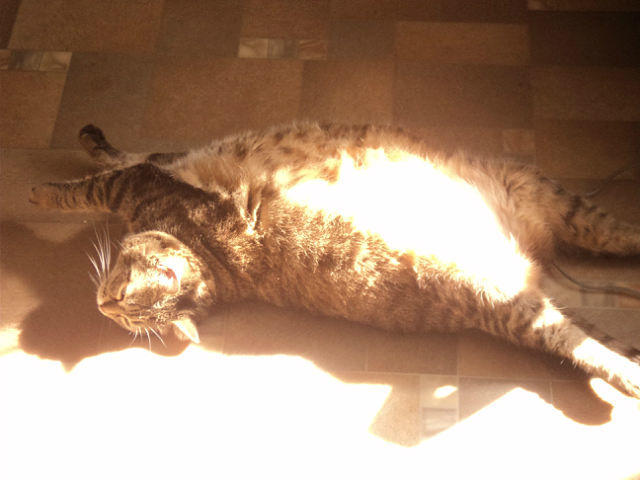 ##sun, spring and cat## - My, The sun, cat