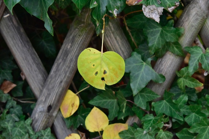 Leaf - My, Astonishment, Leaves, Pareidolia