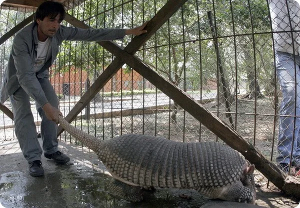 Giant armadillo: Max teeth, max claws - My, , Battleship, Animals, Wild animals, Humor, Nature, Animal book, Longpost, Zoology