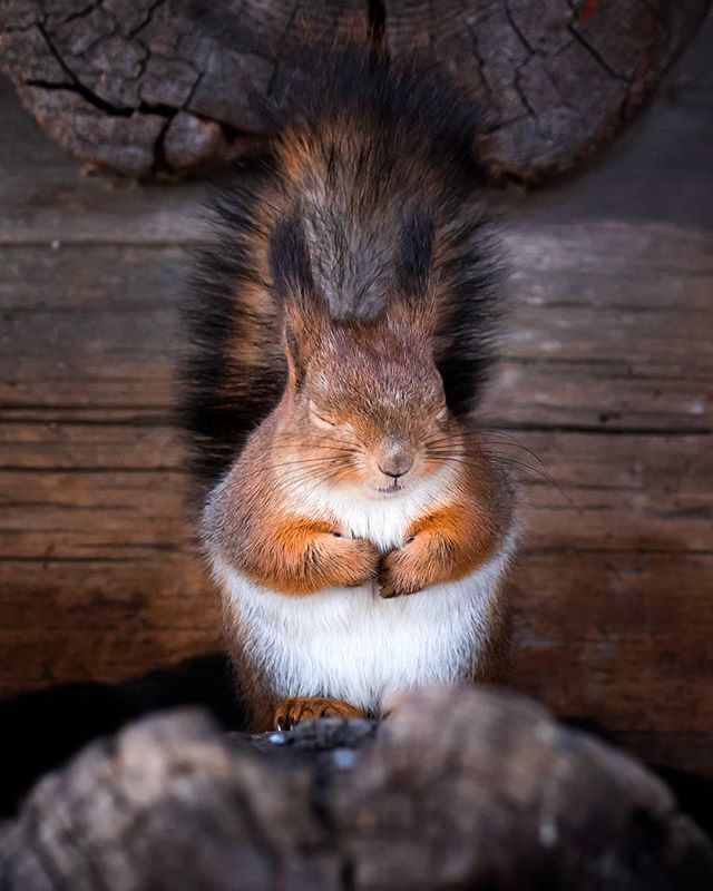 Кость широкая - Белка, Фотография, Осси Сааринен, Милота