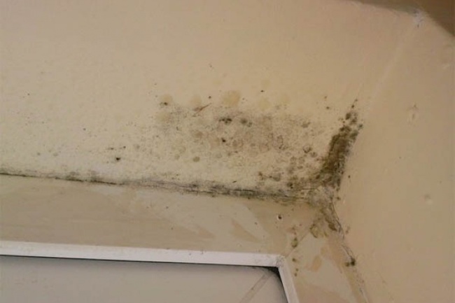 The management company of Astrakhan was punished for mold on the walls - Astrakhan, South Wave, Housing and communal services, Management Company, Solution