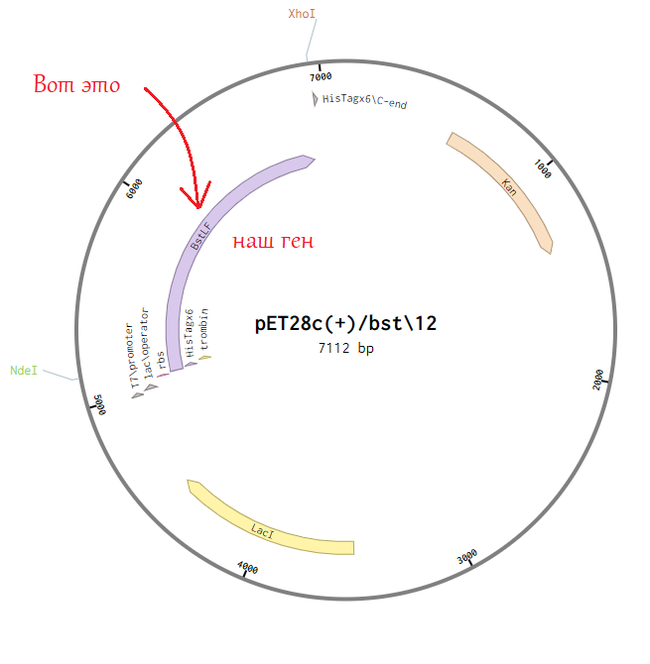 A bit of biotechnology... - My, DNA, Biotechnology, Protein, GMO, Longpost