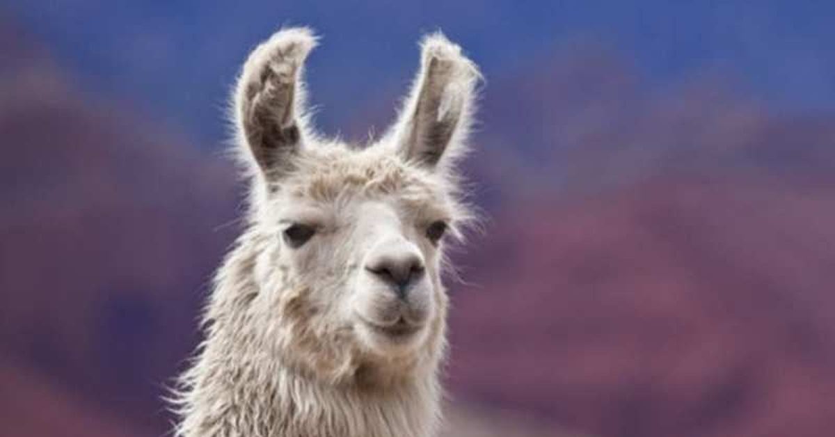 Лама. Llama 1. Лама альпака гуанако викунья. Лама с кактусом. Лама с чубом.