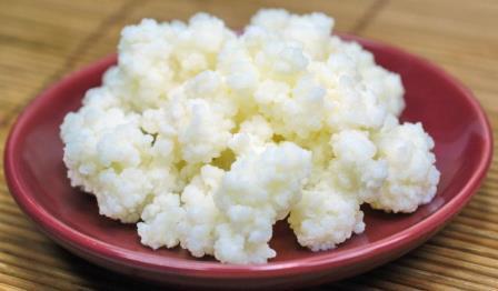 Kefir mushroom. - My, Fermented milk products, , Want to know everything, Useful, Longpost