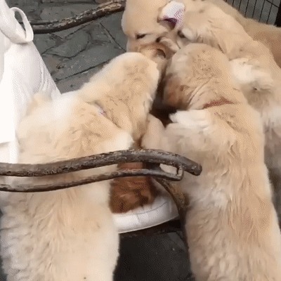 Любимчик в семье