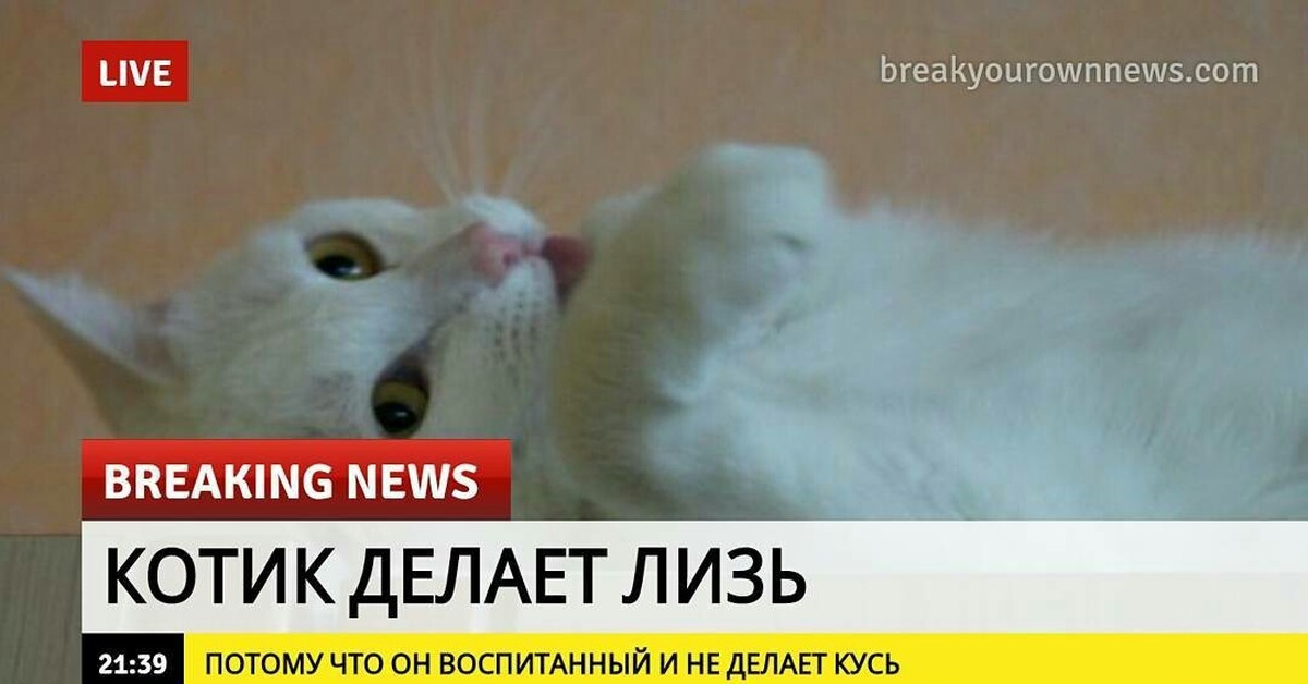 Песня почему котиков. Котик лизь. Breaking News Кусь. Лизь лизь Кусь Кусь. Кот делает лизь.