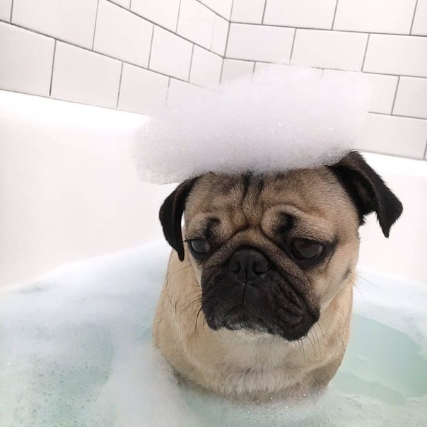 The good boy got sad - Discontent, Good boy, Dog, In the bath, Foam
